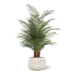 Palma artificiale Phoenix Deluxe 150 cm