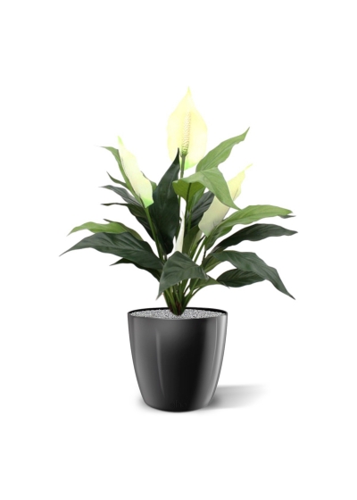 Spathiphyllum 50cm in vaso