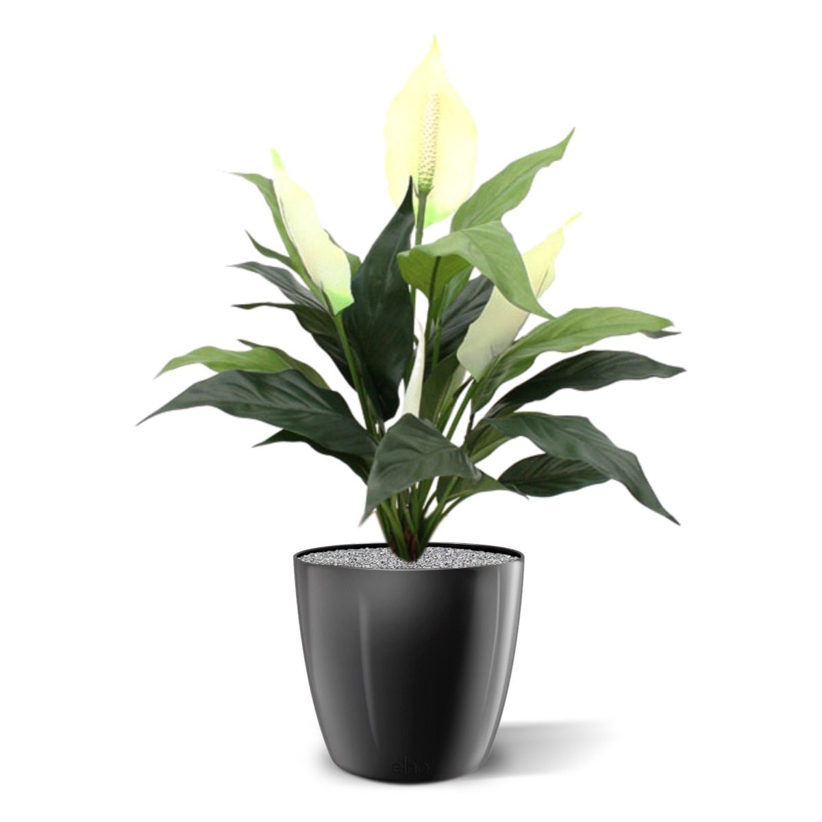 Spathiphyllum 50cm in vaso