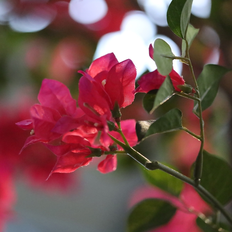 Albero artificiale di bougainvillea Deluxe 300 cm ciliegia