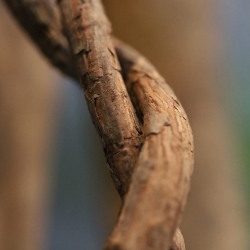 Albero artificiale di bougainvillea Deluxe 300 cm ciliegia