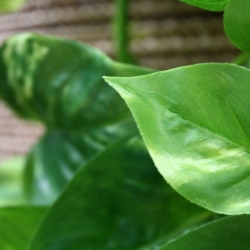 Scindapsus pianta artificiale ricadente 80 cm - RT