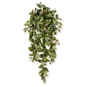 Tradescantia appesa 100 cm variegata