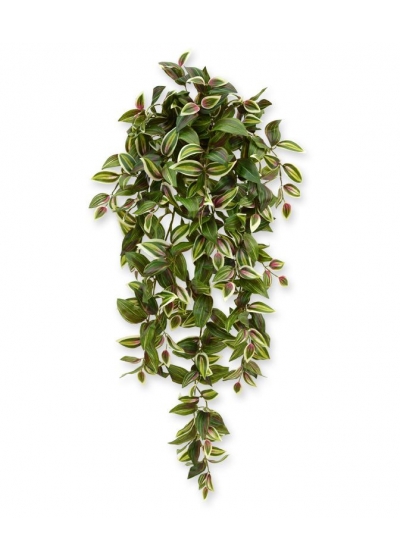 Tradescantia appesa 100 cm variegata