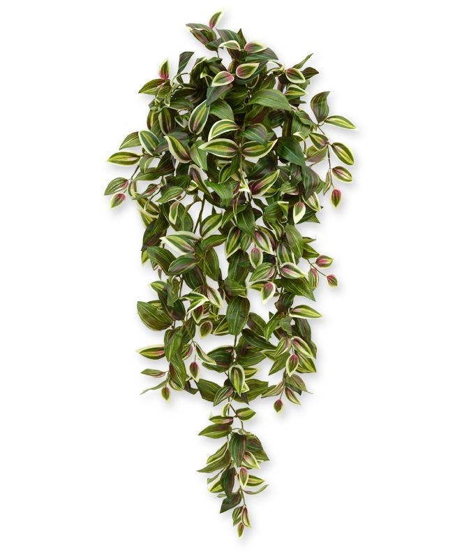 Tradescantia appesa 100 cm variegata