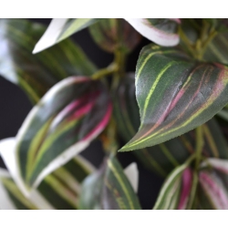 Tradescantia appesa 100 cm variegata