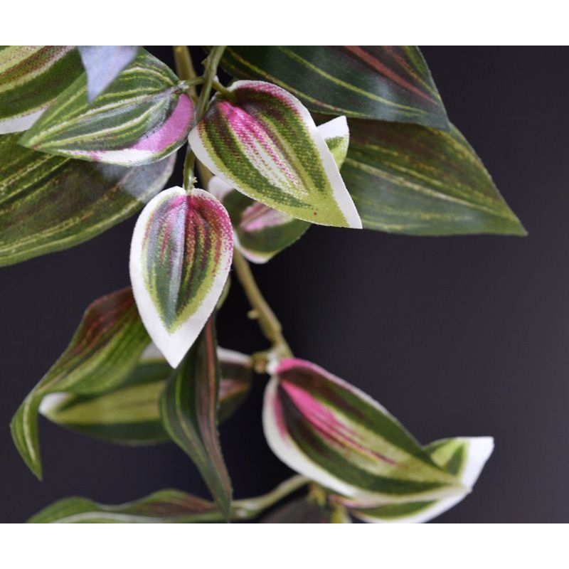Tradescantia appesa 100 cm variegata