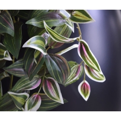 Tradescantia appesa 100 cm variegata