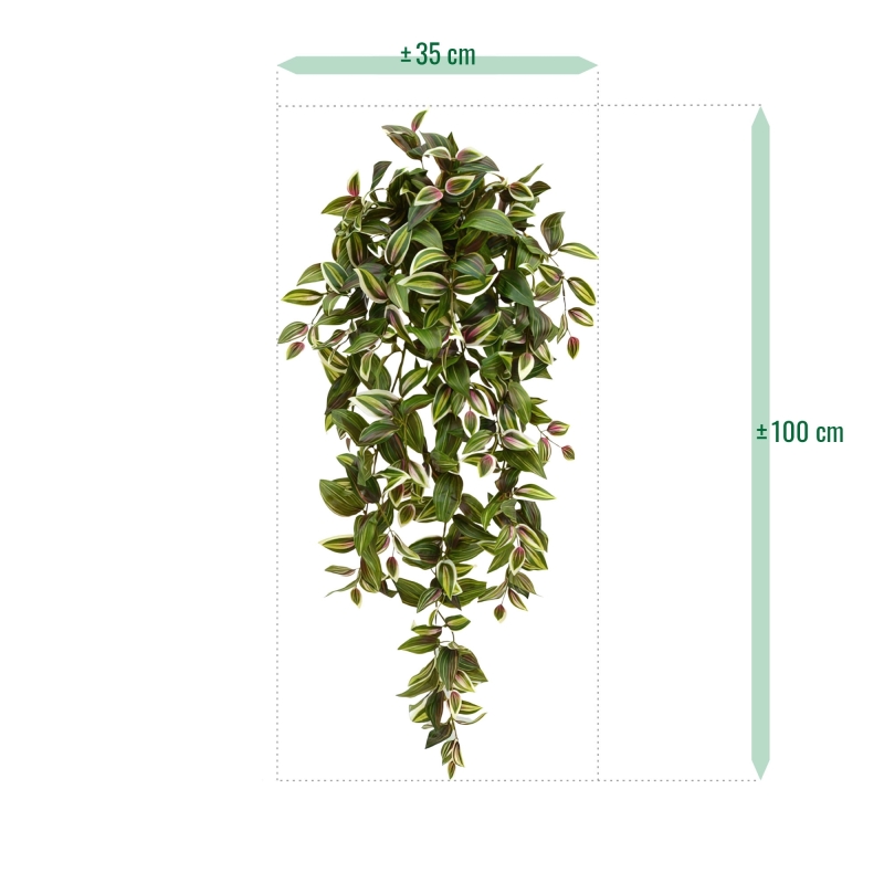 Tradescantia appesa 100 cm variegata