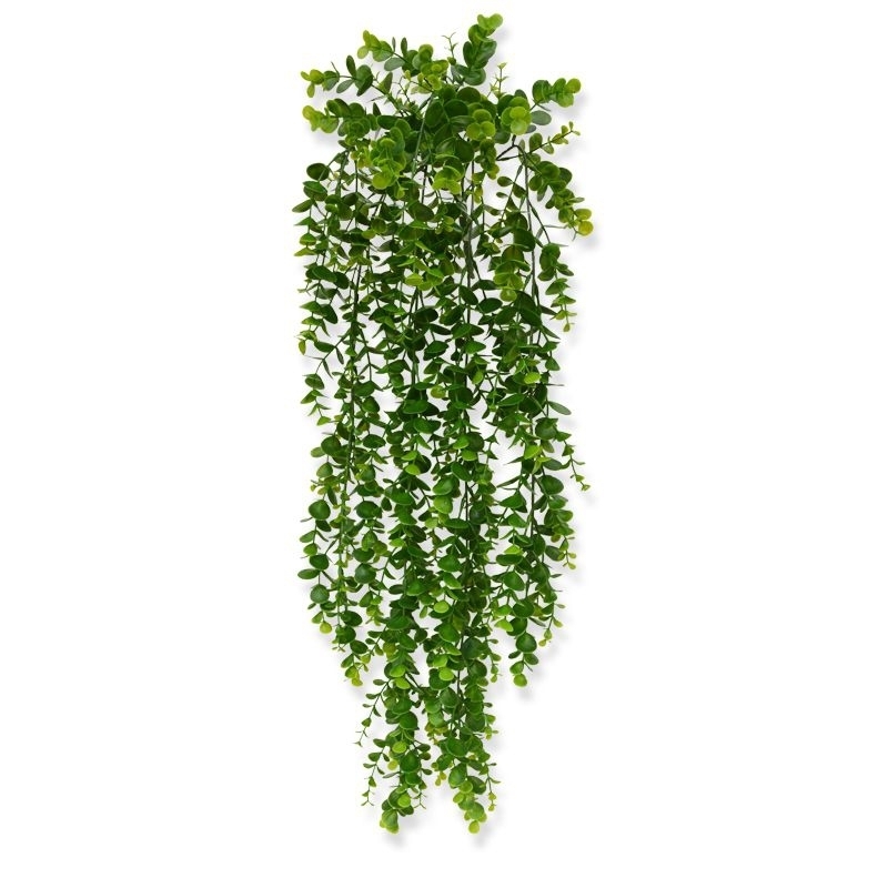 Eucalipto rampicante 70 cm