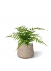 Pianta artificiale di felce Pteris 30 cm