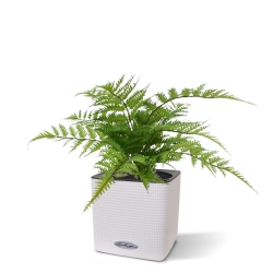 Pianta artificiale di felce Pteris 30 cm