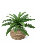 Bouquet di felci di Boston Deluxe da 45 cm