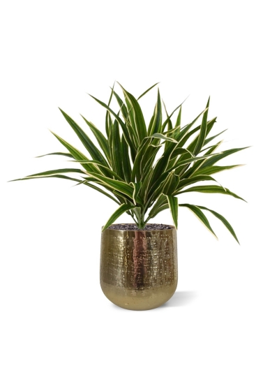 Bouquet artificiale di Chlorophytum S 30 cm