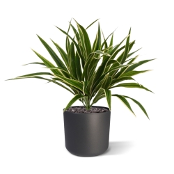 Bouquet artificiale di Chlorophytum S 30 cm