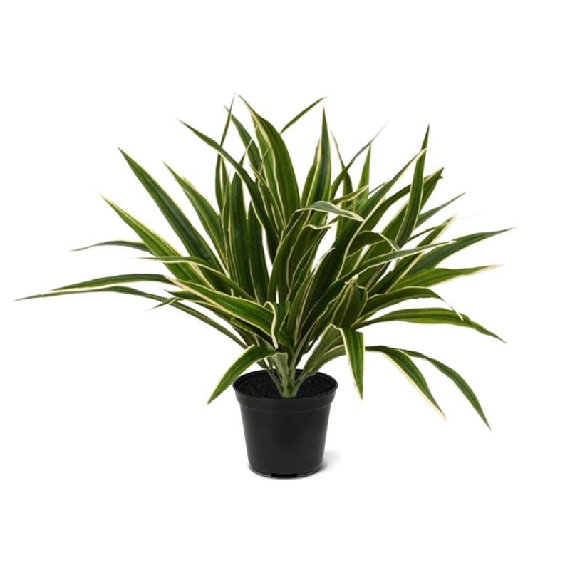 Bouquet artificiale di Chlorophytum S 30 cm