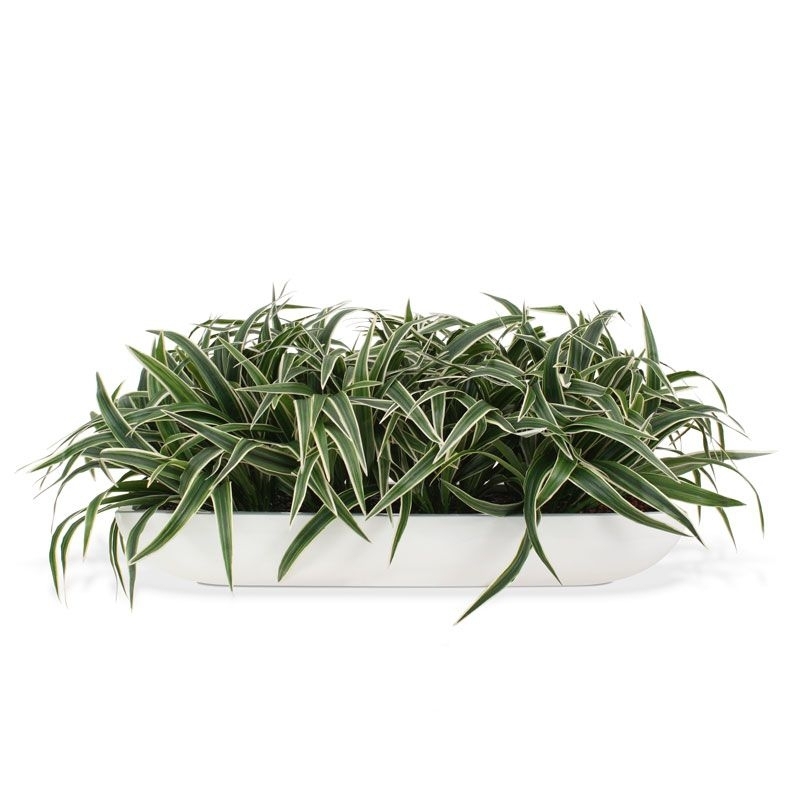 Bouquet artificiale di Chlorophytum S 30 cm