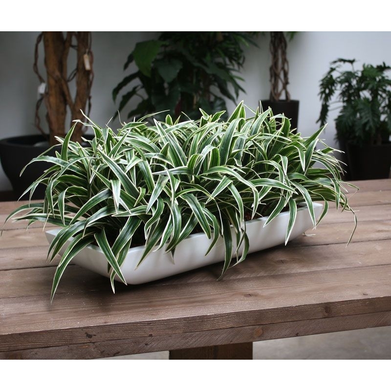Bouquet artificiale di Chlorophytum S 30 cm