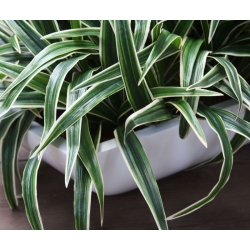 Bouquet artificiale di Chlorophytum S 30 cm