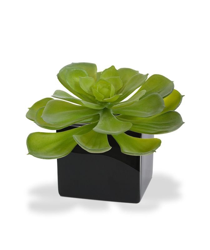 Bouquet artificiale di Echeveria Setosa