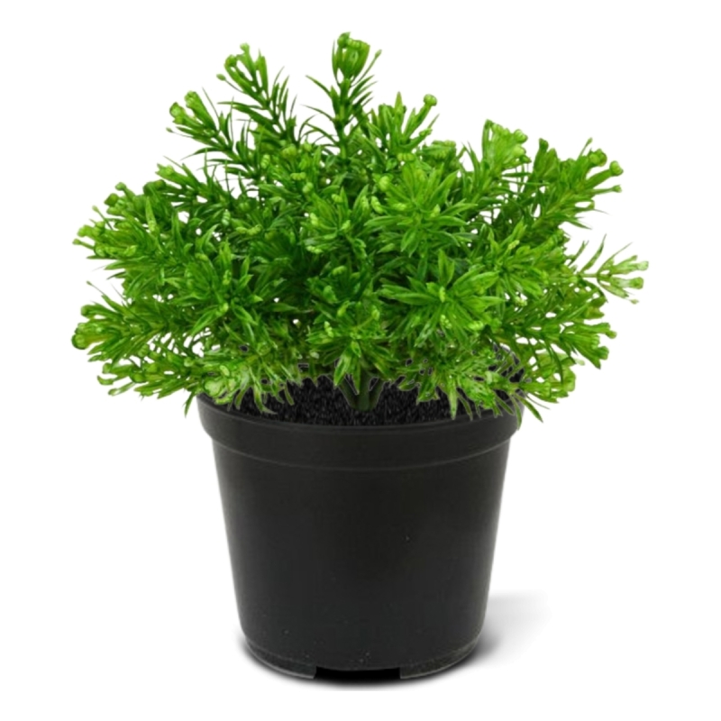 Senecio Muschio pianta artificiale 15cm