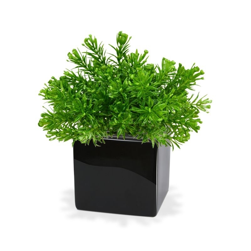 Senecio Muschio pianta artificiale 15cm