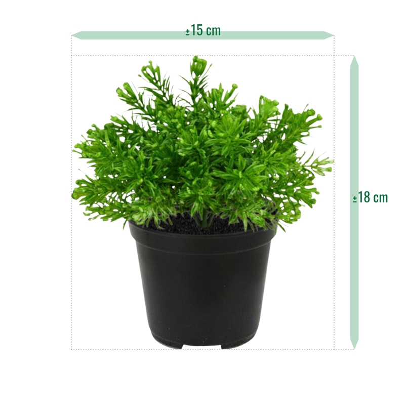Senecio Muschio pianta artificiale 15cm