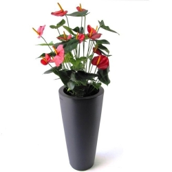 Pianta artificiale Anthurium deluxe 80 cm - rosso