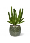 Bouquet di mini cactus artificiali Euphorbia 20 cm