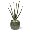 Bouquet artificiale di mini Sanseveria Cylindrica 20 cm