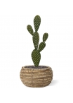 Bouquet artificiale di cactus Opuntia 40 cm