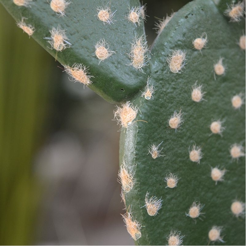 Bouquet artificiale di cactus Opuntia 40 cm