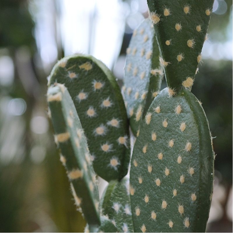 Bouquet artificiale di cactus Opuntia 40 cm