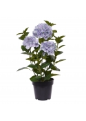 Ortensia Pianta artificiale in vaso 65cm Blu