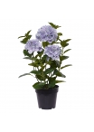 Ortensia Pianta artificiale in vaso 65cm Blu