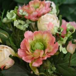 Bouquet d'arte Frieda Bern Rosa
