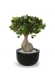 Panda Bonsai artificiale 55 cm