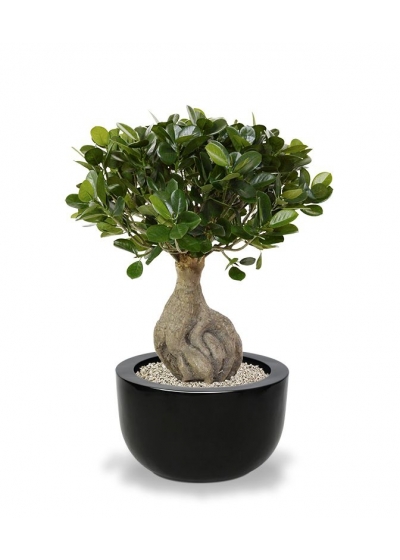 Panda Bonsai artificiale 55 cm