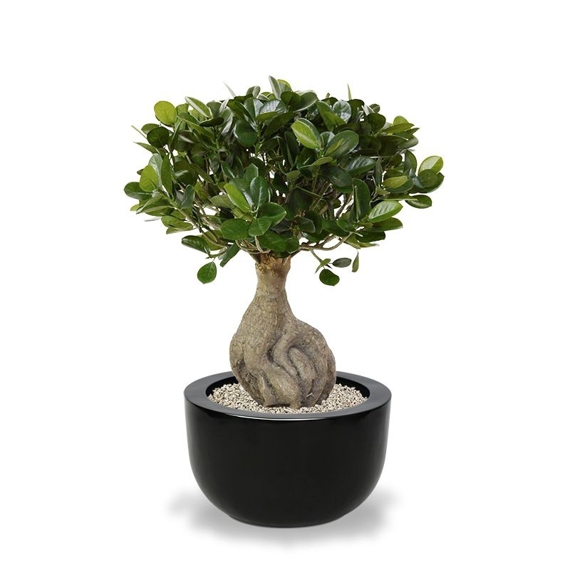 Panda Bonsai artificiale 55 cm