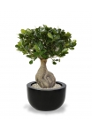 Panda Bonsai artificiale 55 cm