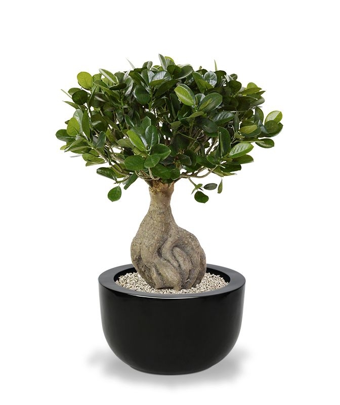 Panda Bonsai artificiale 55 cm
