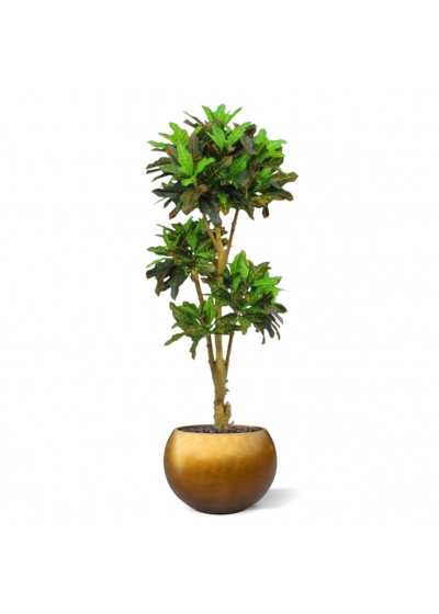 Albero artificiale Croton bonsai deluxe 175cm