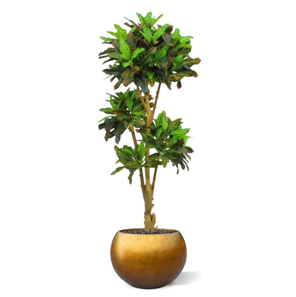 Albero artificiale Croton bonsai deluxe 175cm