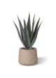 Pianta artificiale di aloe 30 cm