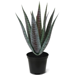 Pianta artificiale di aloe 30 cm