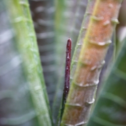 Pianta artificiale di aloe 30 cm