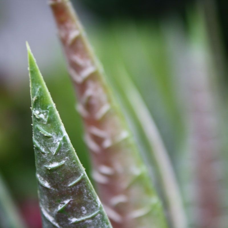 Pianta artificiale di aloe 30 cm