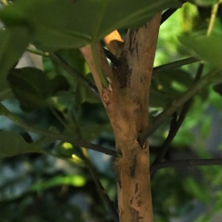 Albero di Fico su Tronco Artificiale 110cm