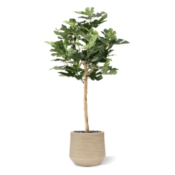 Albero di Fico su Tronco Artificiale 110cm