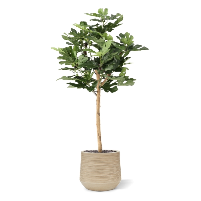 Albero di Fico su Tronco Artificiale 110cm